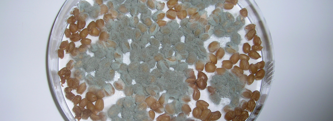 Versicolorine A